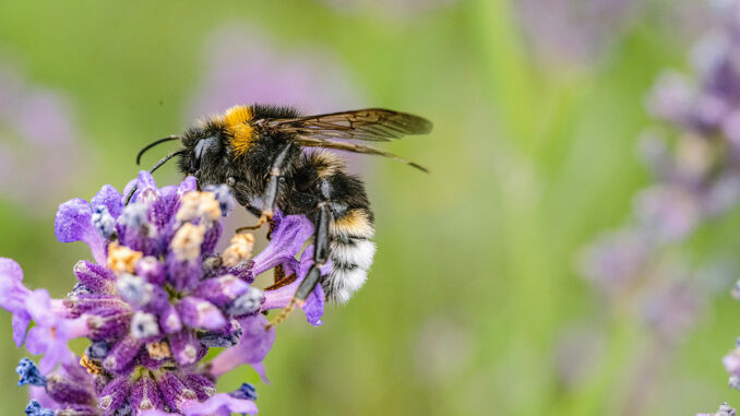 pollinator